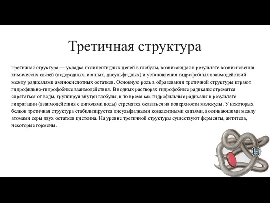 Третичная структура Третичная структура — укладка полипептидных цепей в глобулы, возникающая в