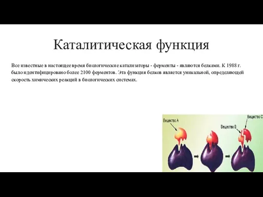 Каталитическая функция Все известные в настоящее время биологические катализаторы - ферменты -