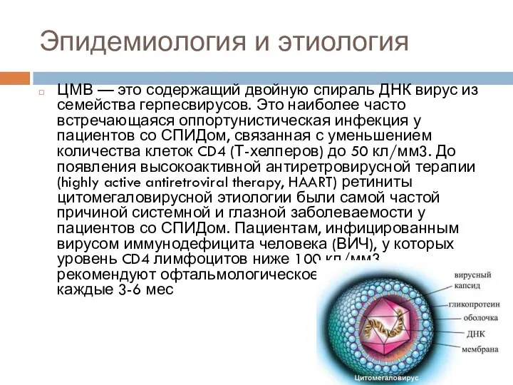 Эпидемиология и этиология ЦМВ — это содержащий двойную спираль ДНК вирус из