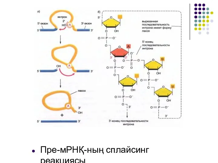 Пре-мРНҚ-ның сплайсинг реакциясы