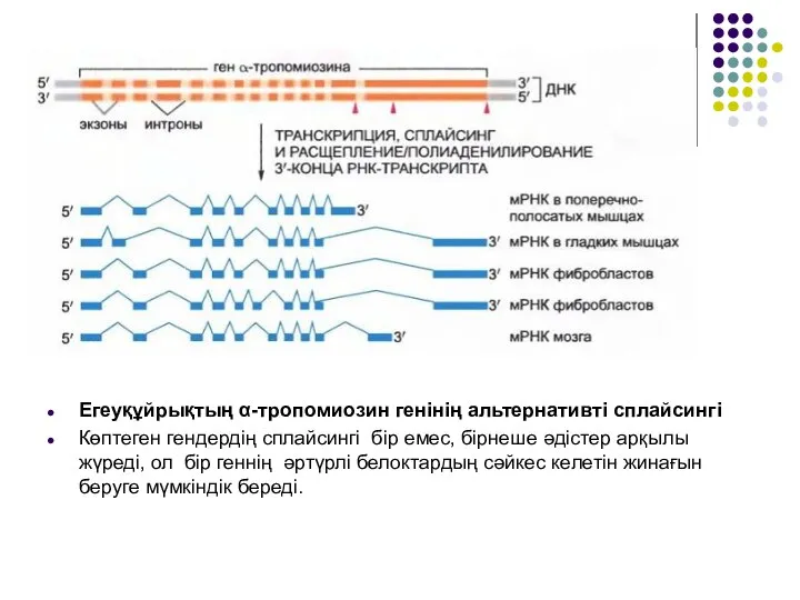 Егеуқұйрықтың α-тропомиозин генінің альтернативті сплайсингі Көптеген гендердің сплайсингі бір емес, бірнеше әдістер