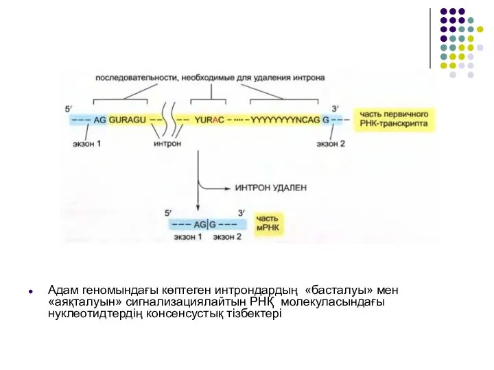 Адам геномындағы көптеген интрондардың «басталуы» мен «аяқталуын» сигнализациялайтын РНҚ молекуласындағы нуклеотидтердің консенсустық тізбектері