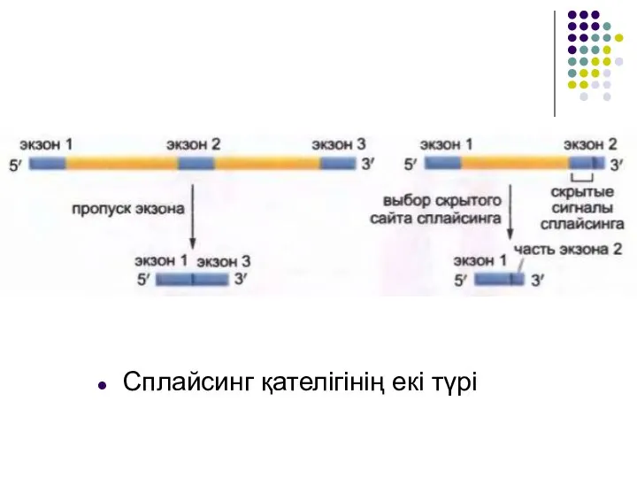 Сплайсинг қателігінің екі түрі