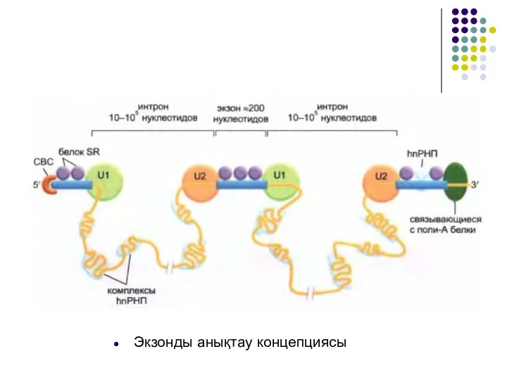 Экзонды анықтау концепциясы