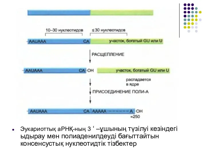 Эукариоттық аРНҚ-ның 3 ‘ –ұшының түзілуі кезіндегі ыдырау мен полиаденилдеуді бағыттайтын консенсустық нуклеотидтік тізбектер