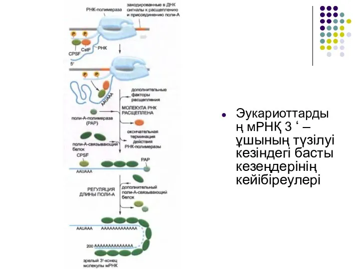 Эукариоттардың мРНҚ 3 ‘ –ұшының түзілуі кезіндегі басты кезеңдерінің кейібіреулері