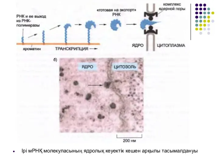 Ірі мРНҚ молекуласының ядролық кеуектік кешен арқылы тасымалдануы