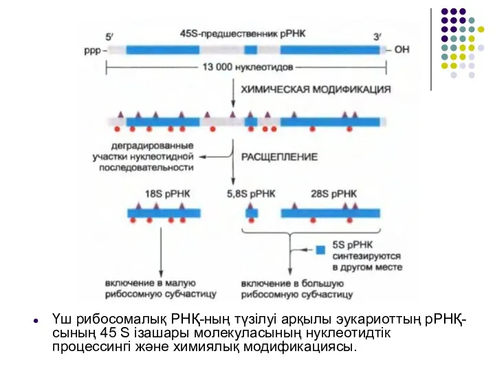 Үш рибосомалық РНҚ-ның түзілуі арқылы эукариоттың рРНҚ-сының 45 S ізашары молекуласының нуклеотидтік процессингі және химиялық модификациясы.