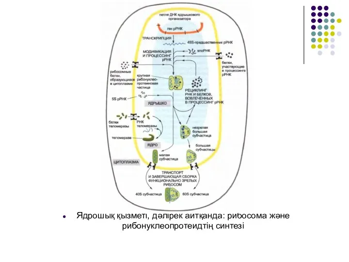 Ядрошық қызметі, дәлірек айтқанда: рибосома және рибонуклеопротеидтің синтезі