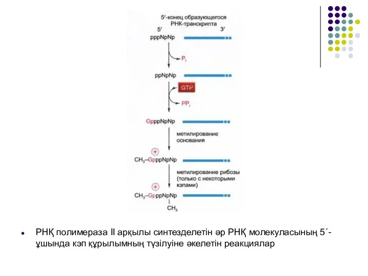 РНҚ полимераза II арқылы синтезделетін әр РНҚ молекуласының 5´-ұшында кэп құрылымның түзілуіне әкелетін реакциялар