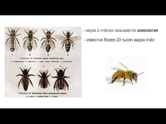 - наука о пчёлах называется апиология - известно более 20 тысяч видов пчёл