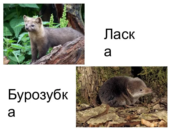 Б Ласка Бурозубка