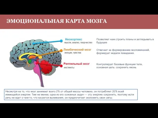 ЭМОЦИОНАЛЬНАЯ КАРТА МОЗГА Контролирует базовые функции тела, основная цель: сохранить жизнь Отвечает