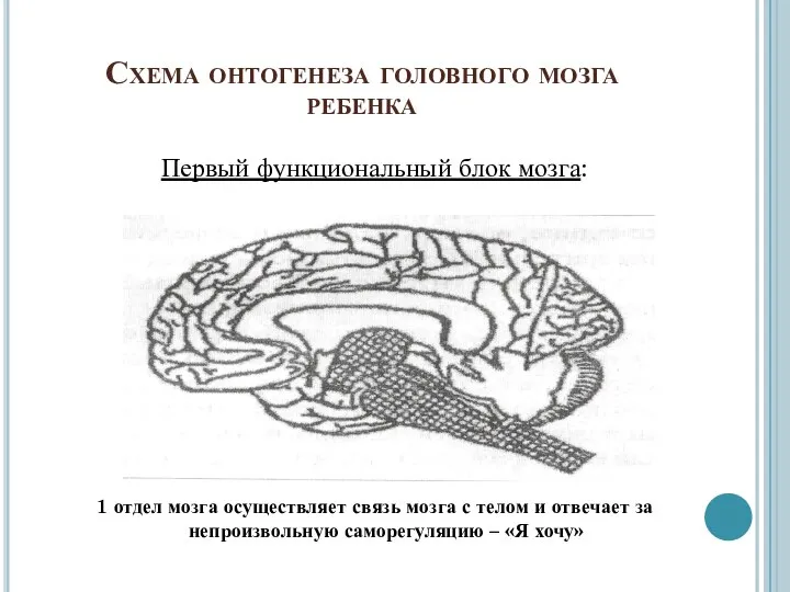 Схема онтогенеза головного мозга ребенка Первый функциональный блок мозга: 1 отдел мозга