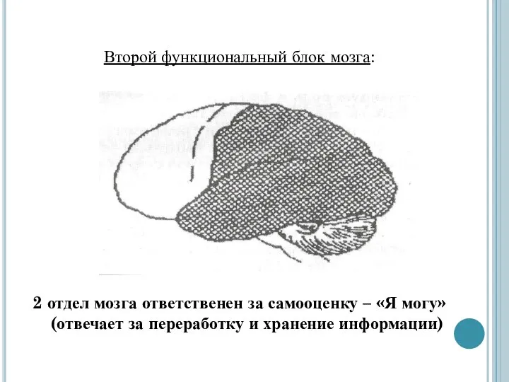 Второй функциональный блок мозга: 2 отдел мозга ответственен за самооценку – «Я