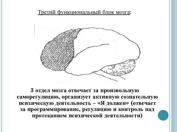 Третий функциональный блок мозга: 3 отдел мозга отвечает за произвольную саморегуляцию, организует