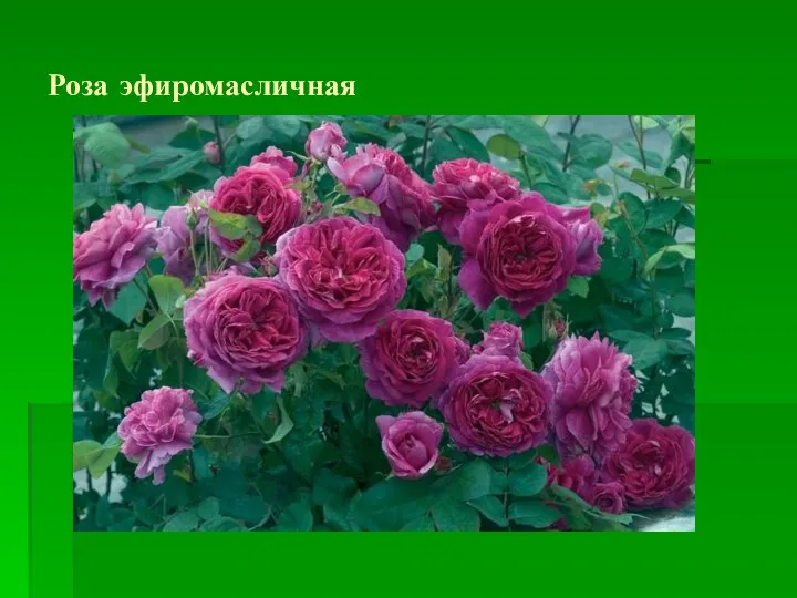 Роза эфиромасличная