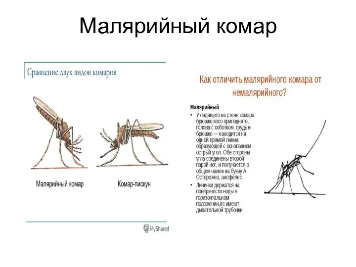 Малярийный комар