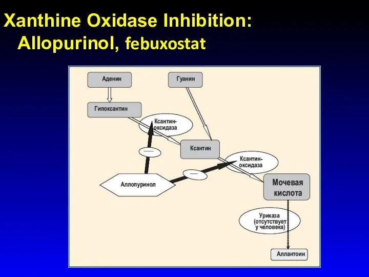 Xanthine Oxidase Inhibition: Allopurinol, febuxostat