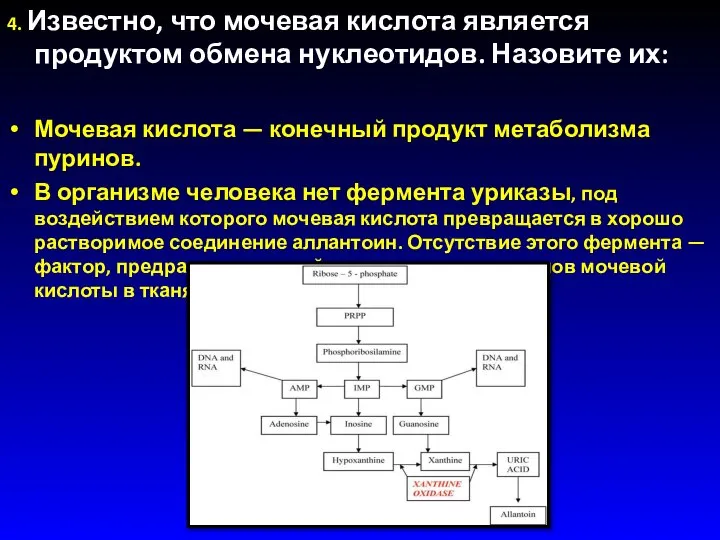 4. Известно, что мочевая кислота является продуктом обмена нуклеотидов. Назовите их: Мочевая