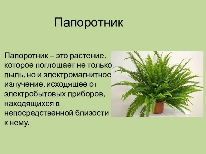 Папоротник Папоротник – это растение, которое поглощает не только пыль, но и