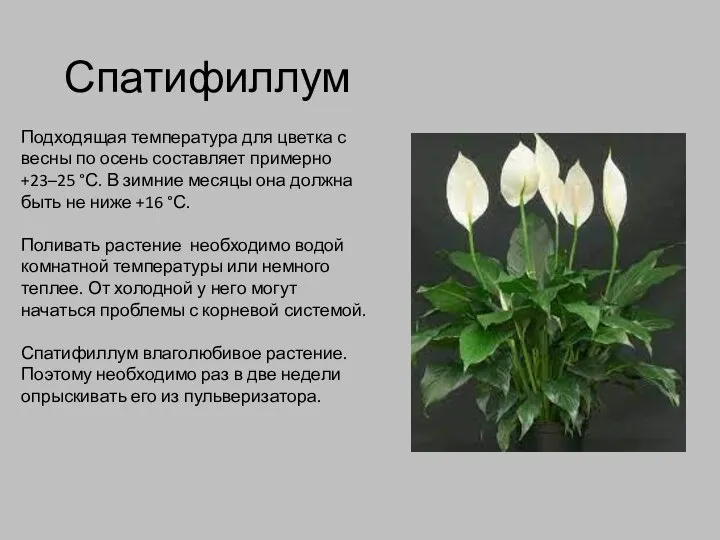 Спатифиллум Подходящая температура для цветка с весны по осень составляет примерно +23–25