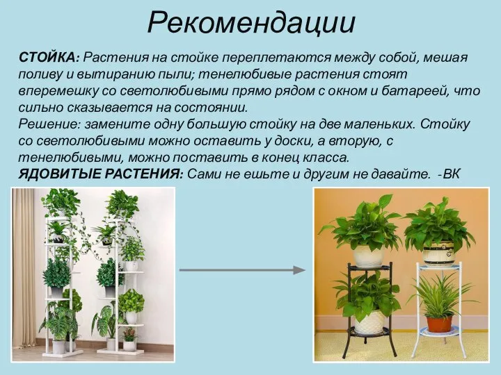 Рекомендации СТОЙКА: Растения на стойке переплетаются между собой, мешая поливу и вытиранию