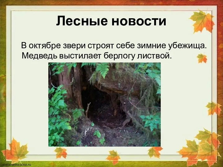 Лесные новости В октябре звери строят себе зимние убежища. Медведь выстилает берлогу листвой.