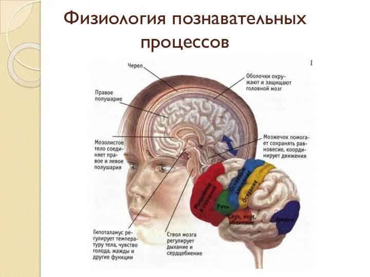 Физиология познавательных процессов