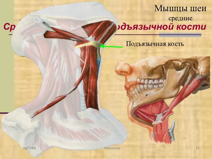 Средние, или мышцы подъязычной кости Мышцы шеи средние Подъязычная кость УрГУФК Миология
