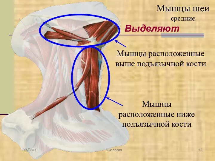 Выделяют Мышцы расположенные выше подъязычной кости Мышцы расположенные ниже подъязычной кости УрГУФК Миология Мышцы шеи средние