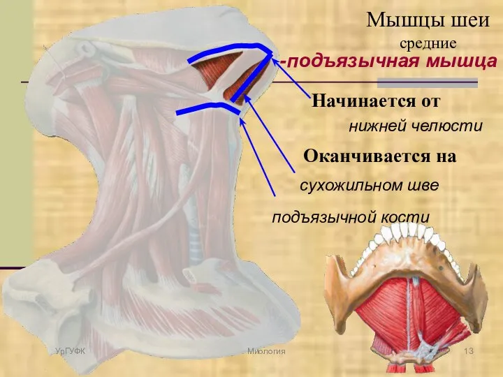 Челюстно-подъязычная мышца Начинается от нижней челюсти Оканчивается на сухожильном шве подъязычной кости