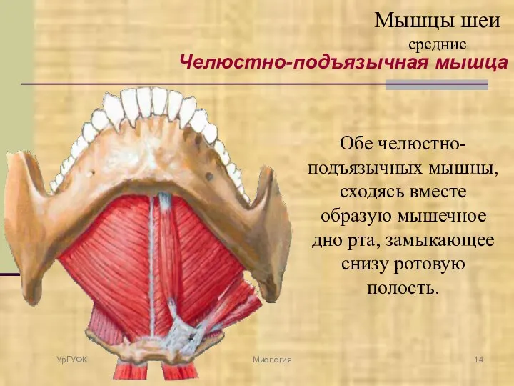 Челюстно-подъязычная мышца Обе челюстно-подъязычных мышцы, сходясь вместе образую мышечное дно рта, замыкающее