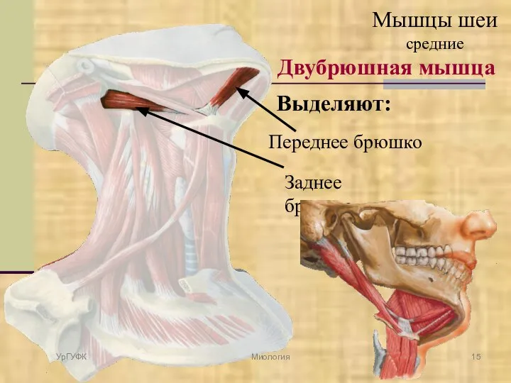 Двубрюшная мышца Выделяют: Переднее брюшко Заднее брюшко УрГУФК Миология Мышцы шеи средние