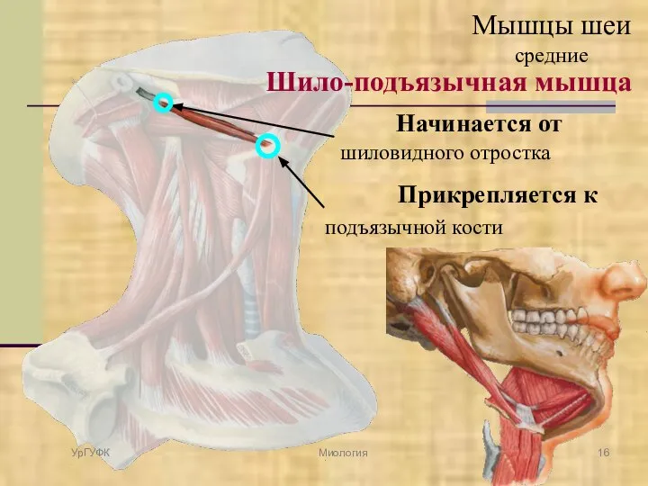 Начинается от шиловидного отростка Прикрепляется к подъязычной кости УрГУФК Миология Мышцы шеи средние Шило-подъязычная мышца