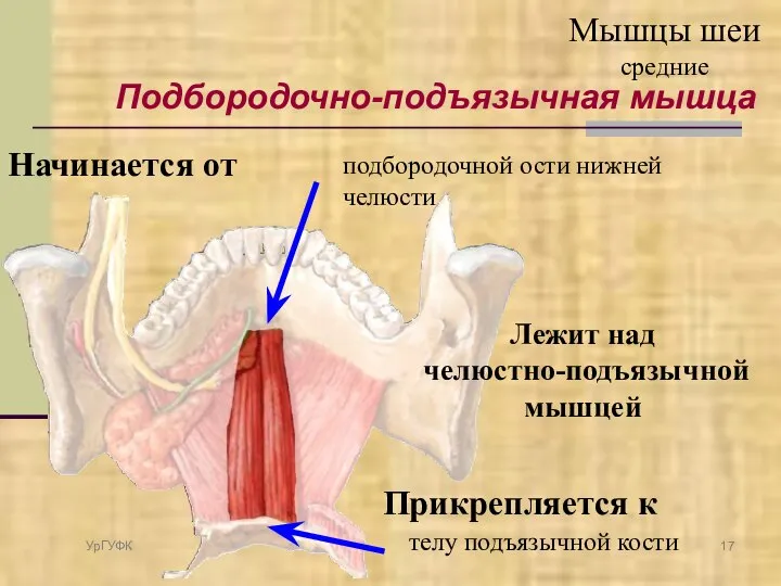 Подбородочно-подъязычная мышца Начинается от Прикрепляется к телу подъязычной кости подбородочной ости нижней