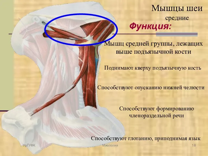 Функция: Мышц средней группы, лежащих выше подъязычной кости Поднимают кверху подъязычную кость