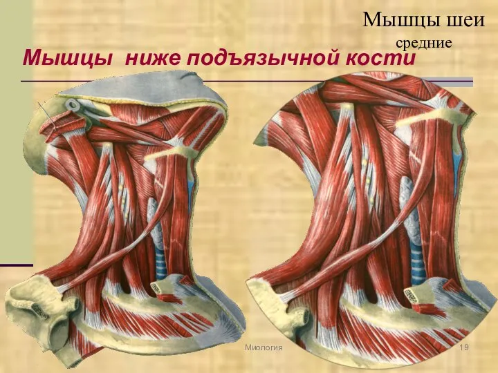 Мышцы ниже подъязычной кости Миология Мышцы шеи средние