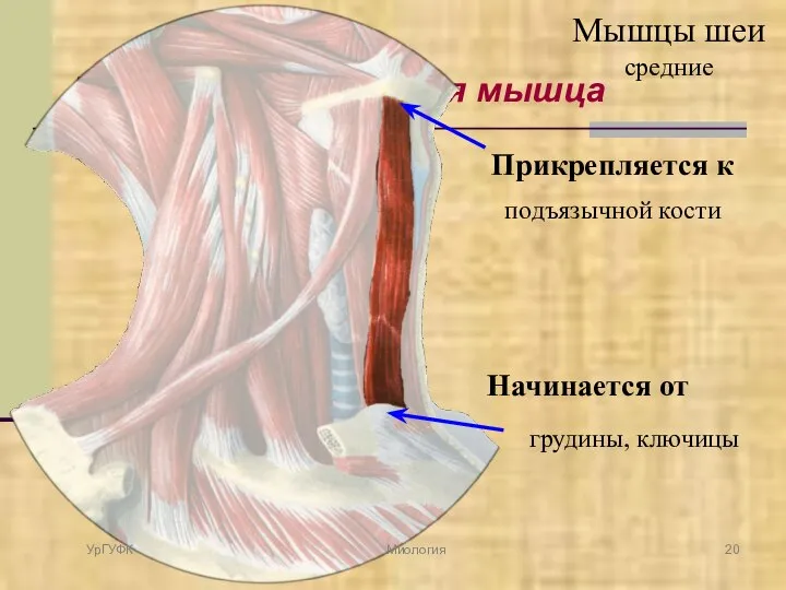 Грудино-подъязычная мышца Начинается от грудины, ключицы Прикрепляется к подъязычной кости УрГУФК Миология Мышцы шеи средние