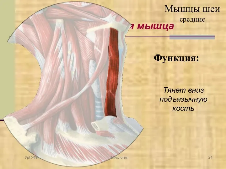 Грудино-подъязычная мышца Функция: Тянет вниз подъязычную кость УрГУФК Миология Мышцы шеи средние