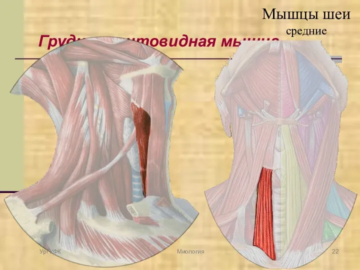 Грудино-щитовидная мышца УрГУФК Миология Мышцы шеи средние