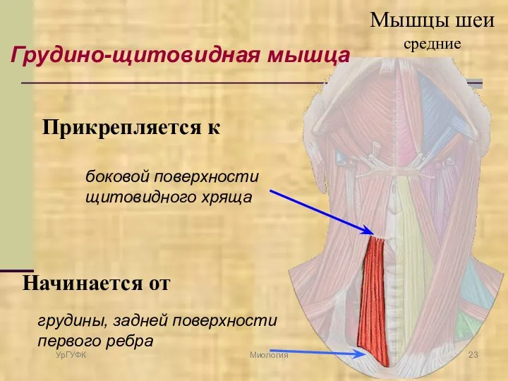 Грудино-щитовидная мышца Начинается от грудины, задней поверхности первого ребра Прикрепляется к боковой