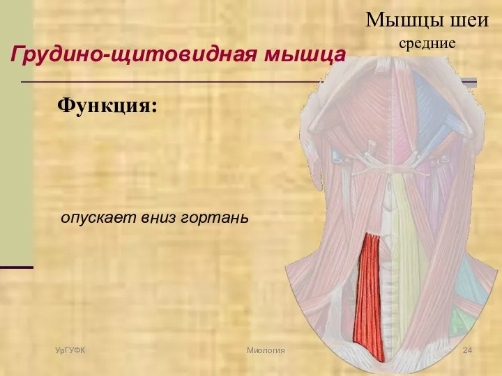 Грудино-щитовидная мышца Функция: опускает вниз гортань УрГУФК Миология Мышцы шеи средние