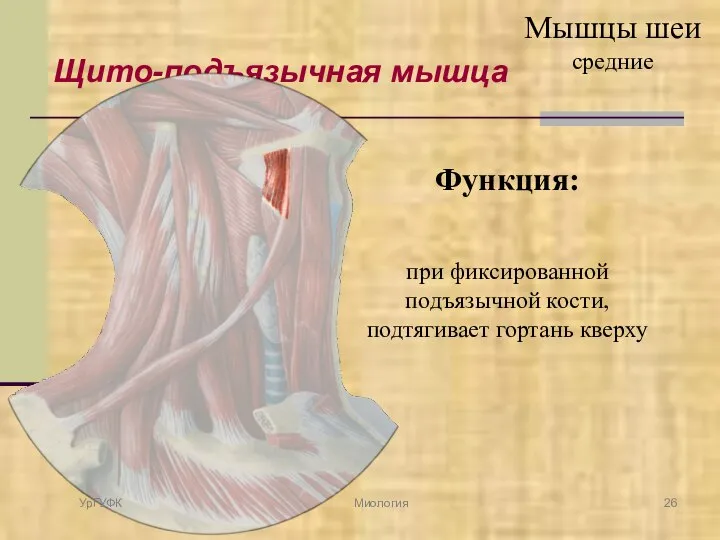 Щито-подъязычная мышца Функция: при фиксированной подъязычной кости, подтягивает гортань кверху УрГУФК Миология Мышцы шеи средние