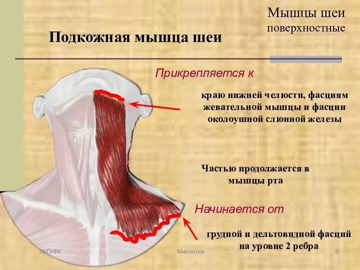 Мышцы шеи поверхностные Подкожная мышца шеи Начинается от грудной и дельтовидной фасций