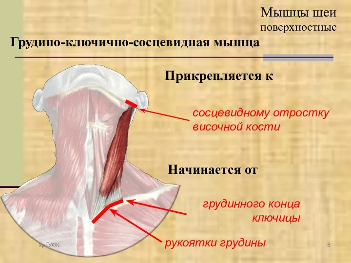 Начинается от рукоятки грудины грудинного конца ключицы Прикрепляется к сосцевидному отростку височной