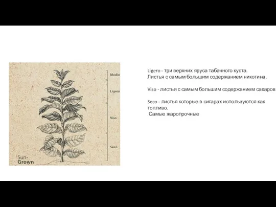 Ligero - три верхних яруса табачного куста. Листья с самым большим содержанием