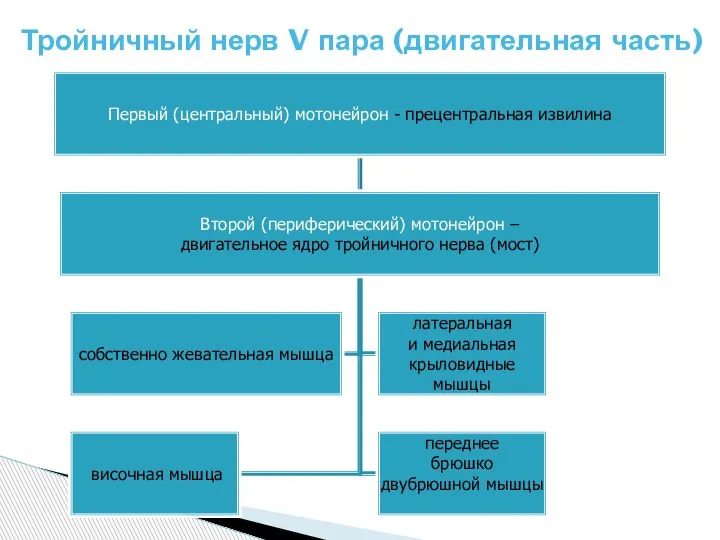 Тройничный нерв V пара (двигательная часть)