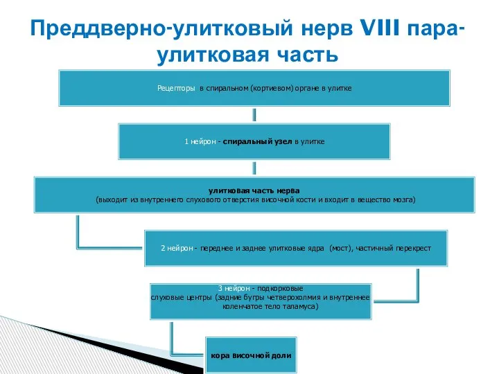 Преддверно-улитковый нерв VIII пара- улитковая часть