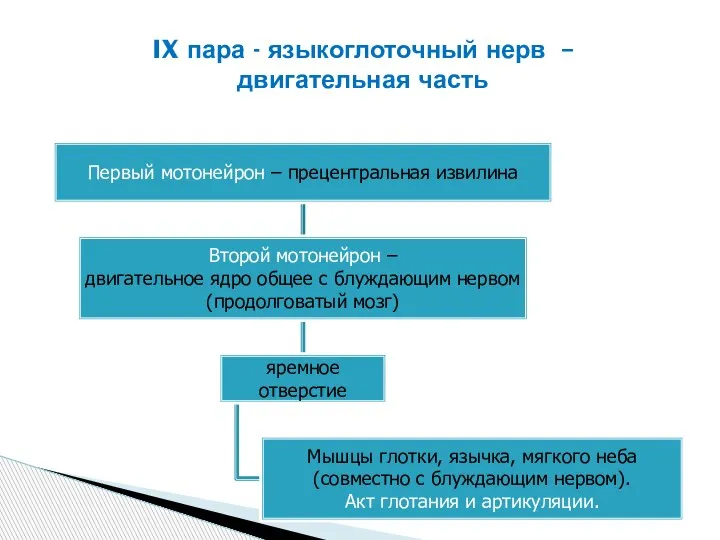 IX пара - языкоглоточный нерв – двигательная часть